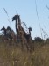 ... žirafí rodinka v Botswaně 