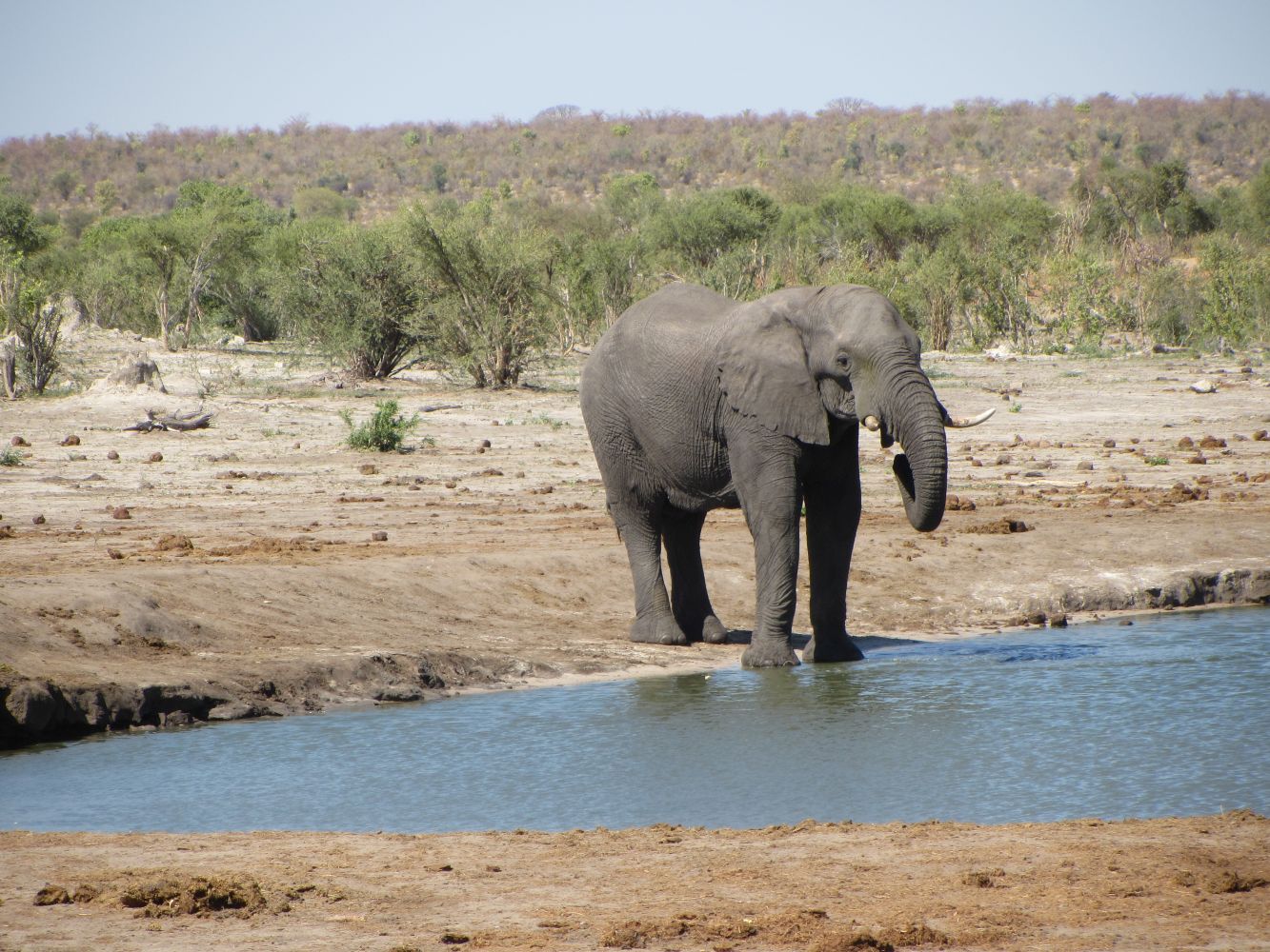 ... jeden z mnoha slonů v Botswaně 