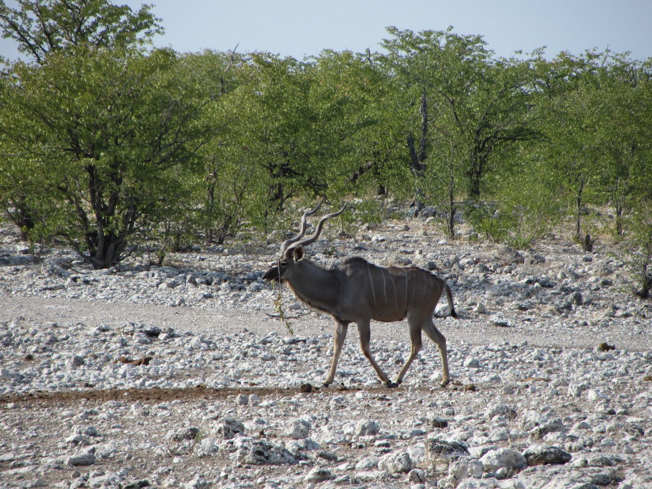 ... kudu 