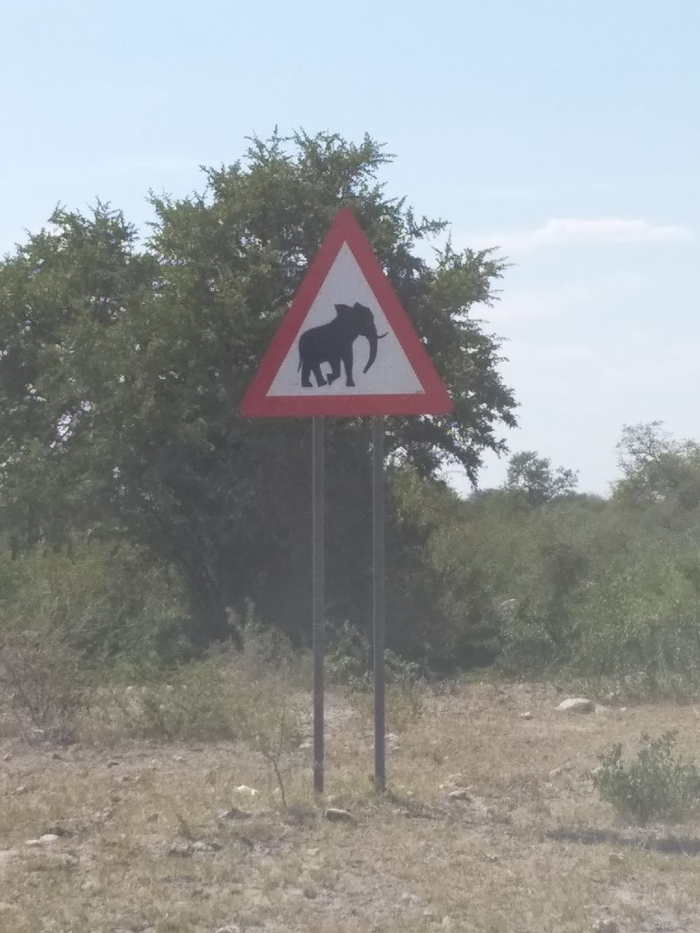 ... pozor sloni 