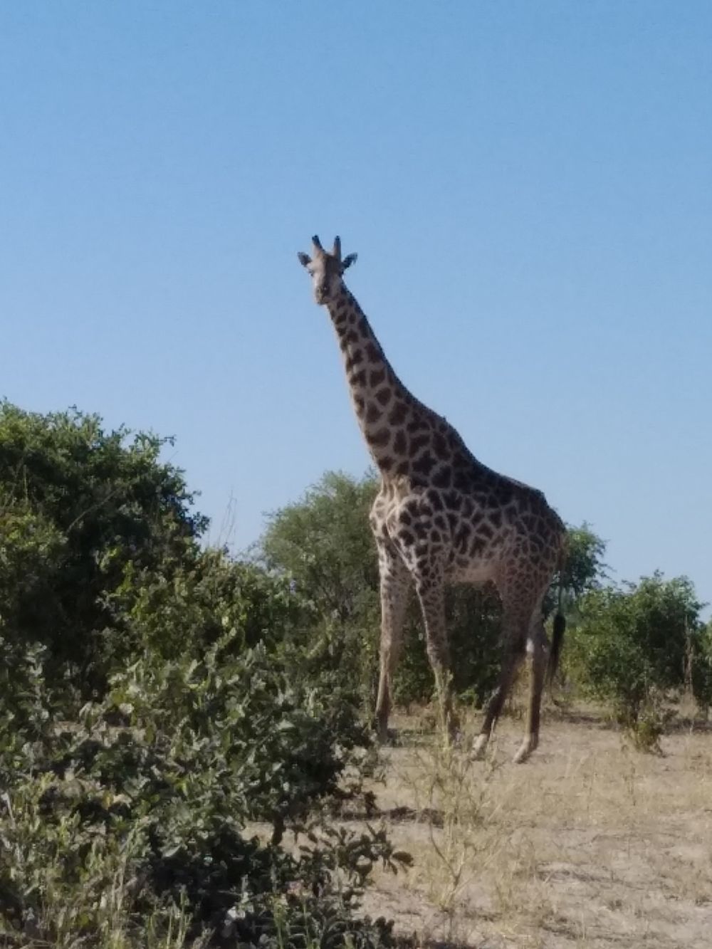 ... pozorující žirafa 