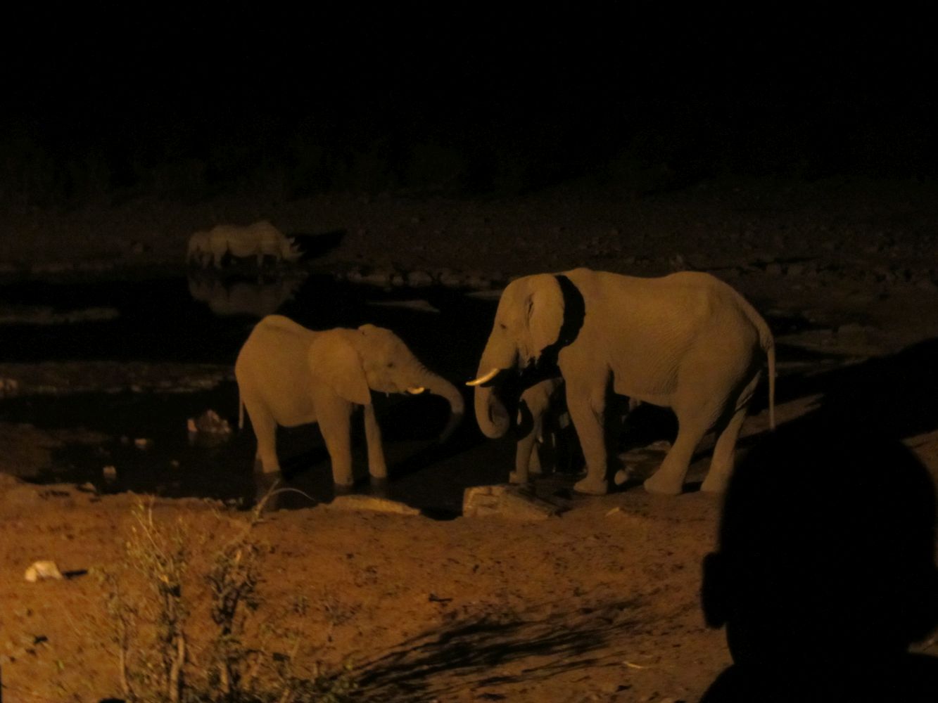 ... sloni u nočního napajedla 