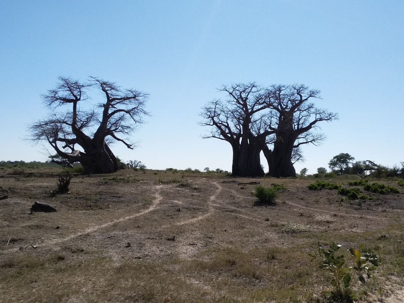 ... stromy baobab 