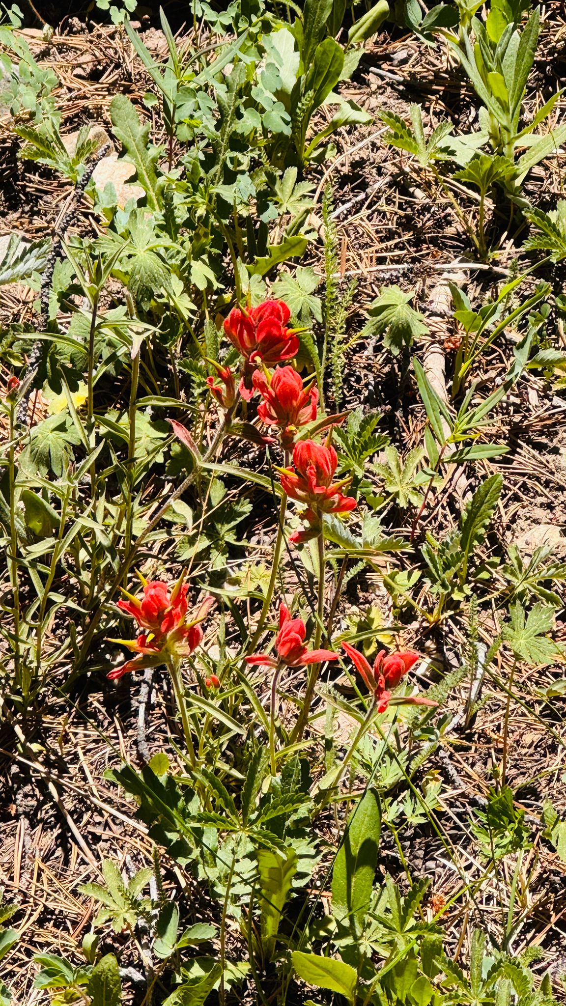 IMG-20260617-WA0024