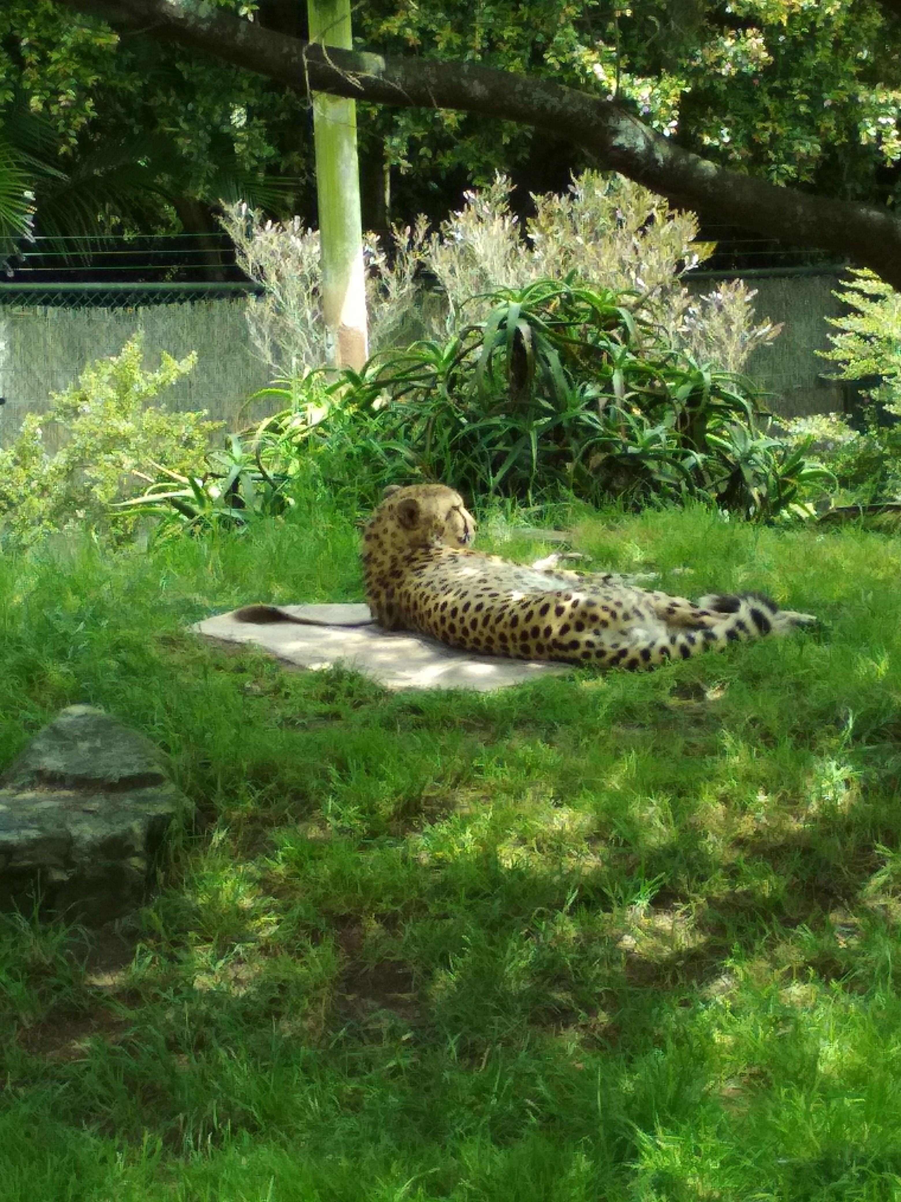 Auckland - zoo 3