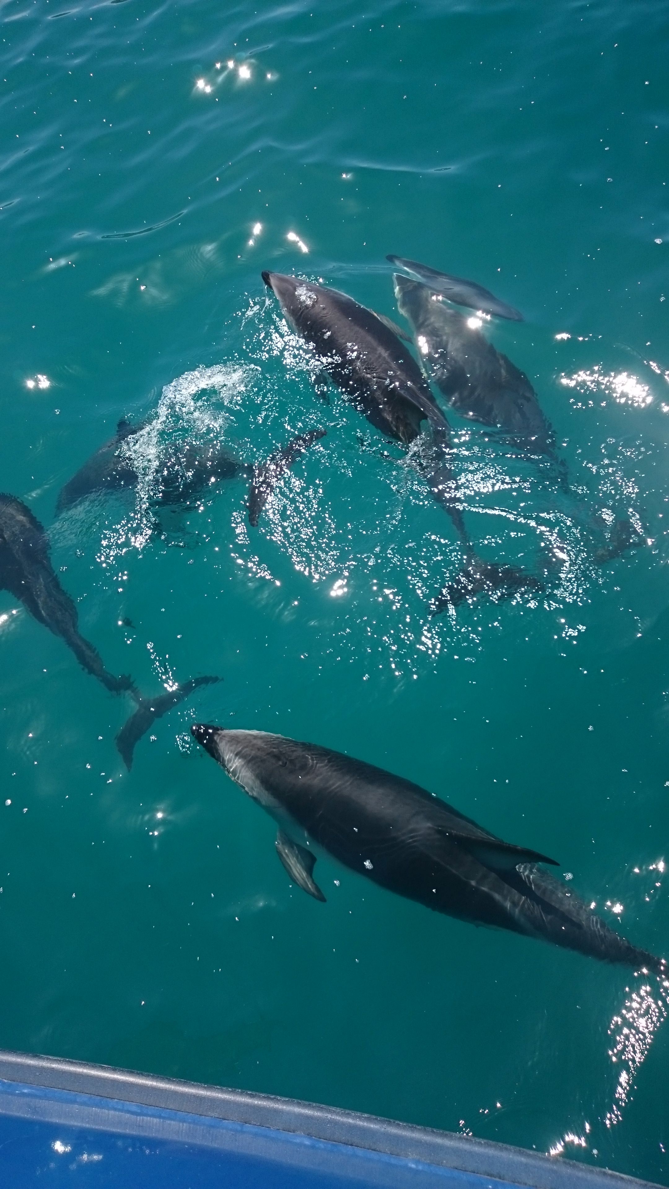 Kaikoura - delfíni