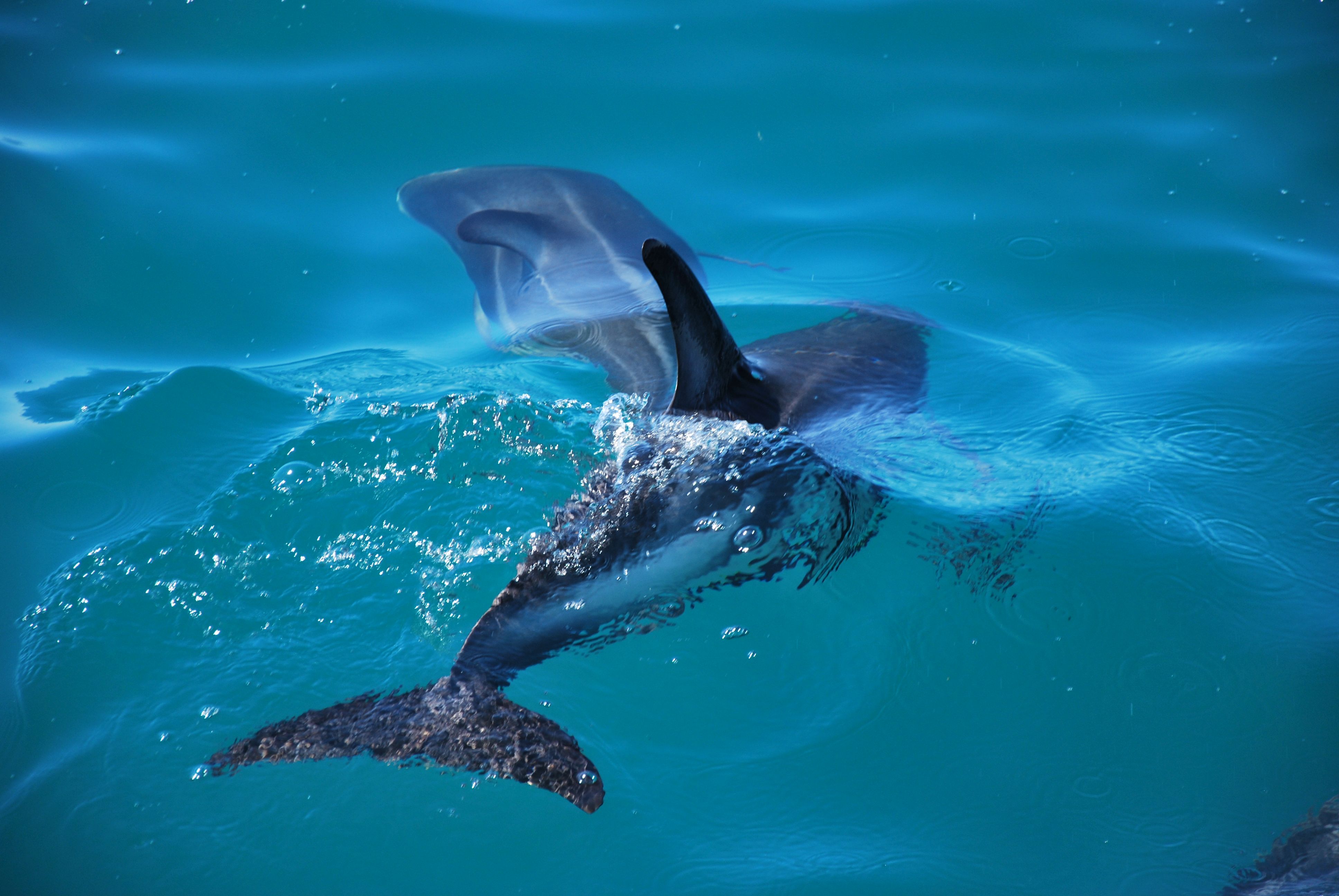 Kaikoura - pozorování delfínů