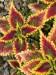 IMG-20250228-WA0017