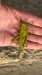 IMG-20250313-WA0007