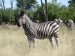 ... předvádějící se zebra 