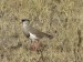 ... pták v Namíbii 