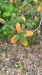 IMG-20250723-WA0007