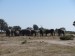 ... stádo sloná u napajedla 