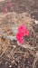 IMG-20260612-WA0013