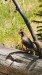 IMG-20260617-WA0014