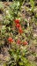 IMG-20260617-WA0024