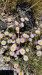IMG-20260618-WA0009