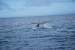 Kaikoura - pozorování velryb